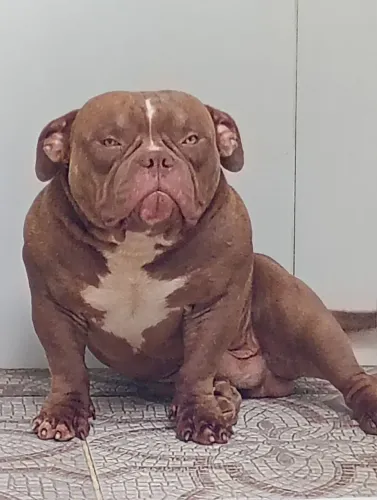 Cobertura dog estrutura incrível 