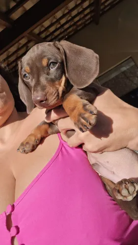 Lindíssimos Dachshund, Bassê, salsicha.