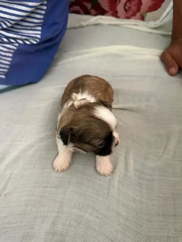 Vende-se filhotes de lhasa apso