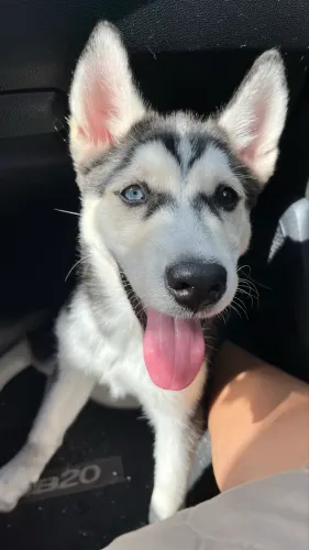 Huskey siberiano 