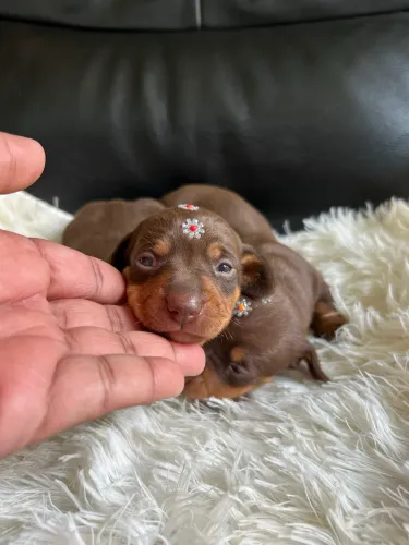 Dachshund (o famoso salsichinha) 