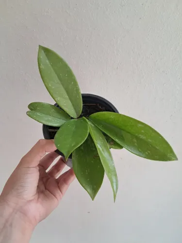 Planta flor de cera