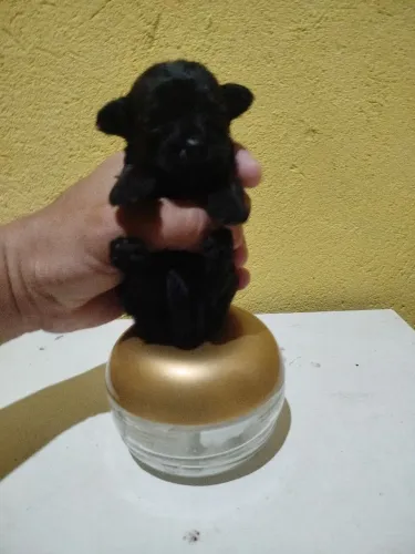 Poodle toy