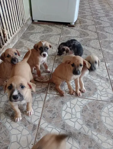 Cachorros para adoção