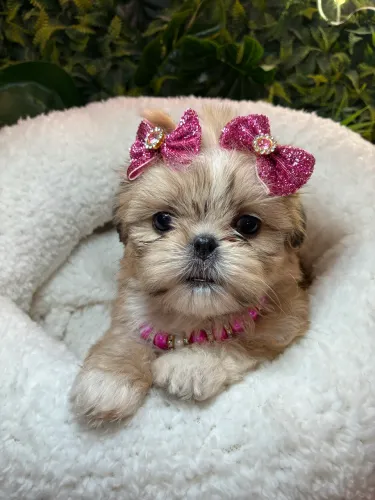 Shih tzu ! Linda fêmea