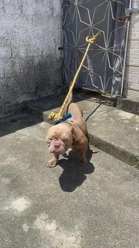 Pitbull American Bully Micro