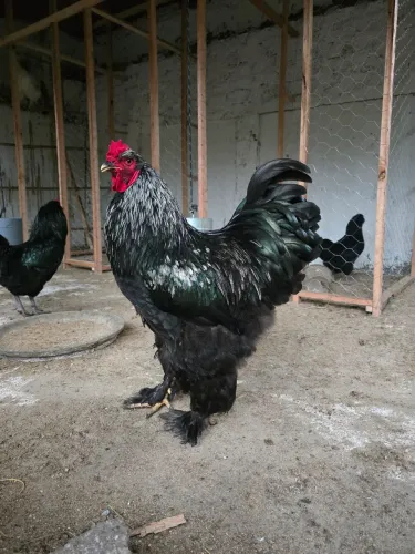 Galo Brahma Dark - Plumagem Padrão Escuro (09 meses)