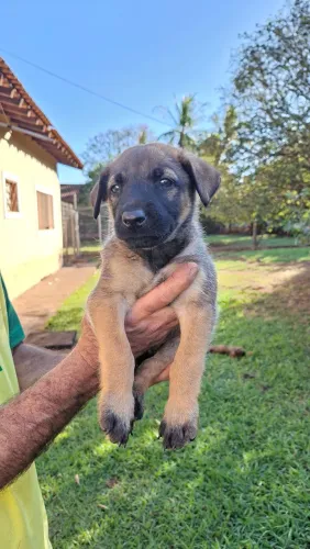 Filhotes Pastor Belga Malinois 