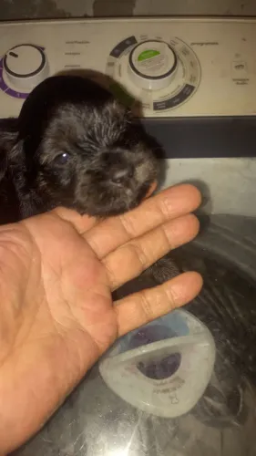 Vendo poodle raro pelo liso