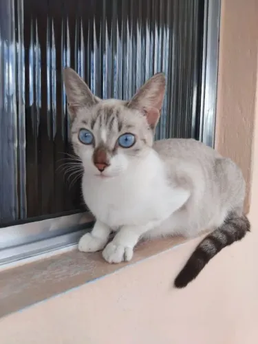 Gatinha linda para adoção responsável 