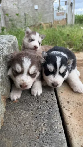 Husky siberiano