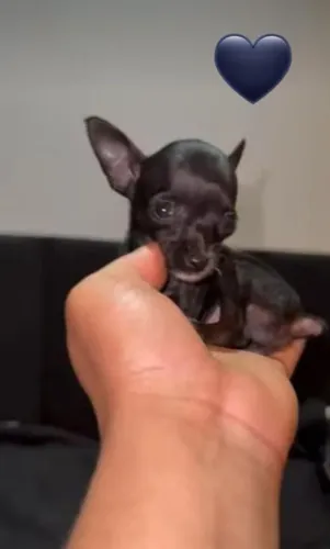 Pinscher Fêmea Zero Block Sólido raríssima!