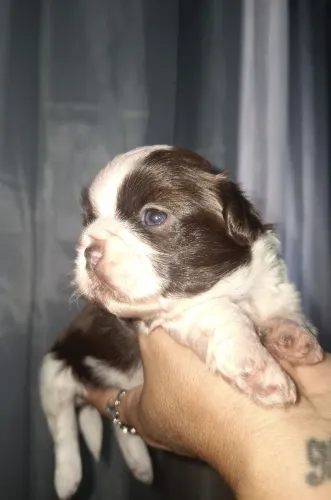 Lindo machinho para reserva