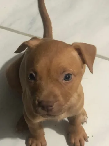 Pitbull