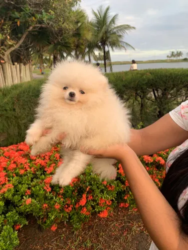 Lulu da pomerania machinho anão +kit filhote 