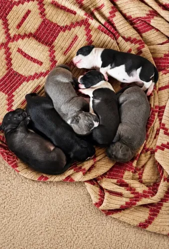 Filhote de american staffordshire terrier