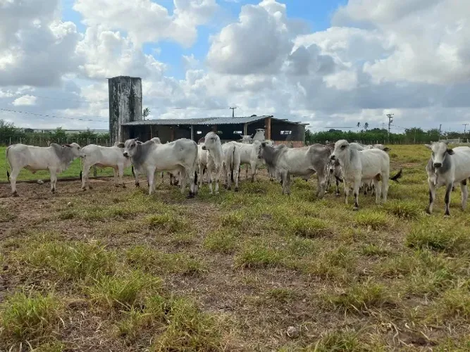 Garrotes com média de 15@