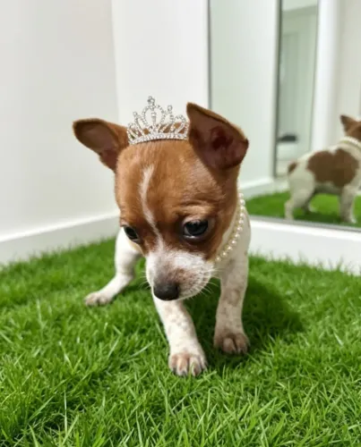 Pinscher Delicada e Encantadora