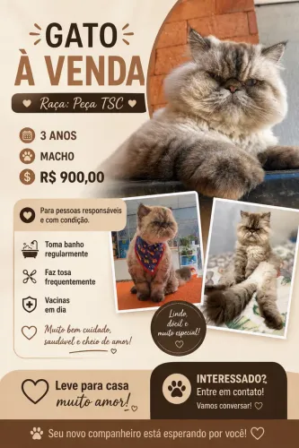 Gato persa a venda 