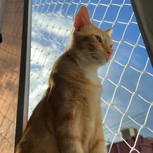 Adoção Responsável - Gato