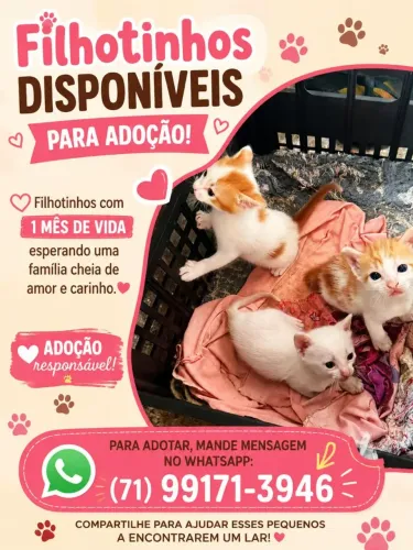Filhotes de gatos