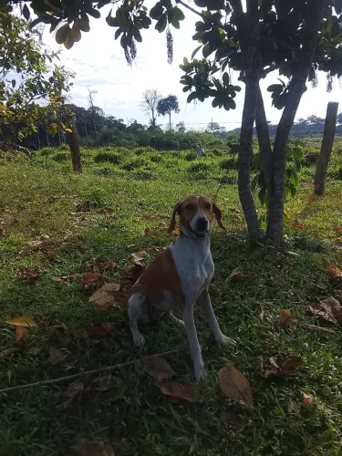 Cachorro americano