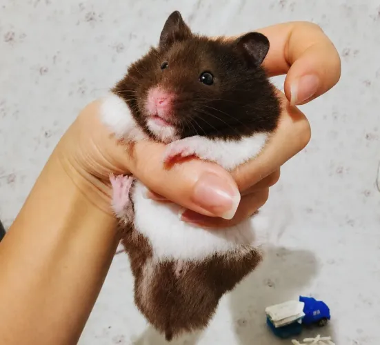 Hamster sírio macho procura namorada