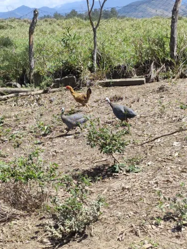 Duas Angolas disponíveis para venda