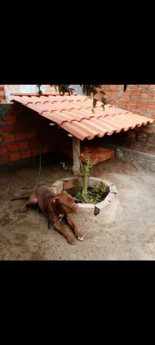 DOAÇÃO DE PITBULL 