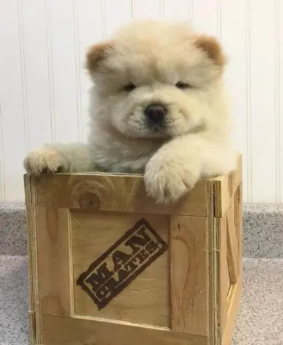 Filhote Chow-chow, Seu novo cãopanheiro está esperando para mudar sua vida!