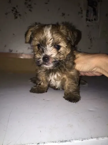 poodle c maltes lindos e pequenos Quem resiste a tanta fofura? Zap 9.975I.649I