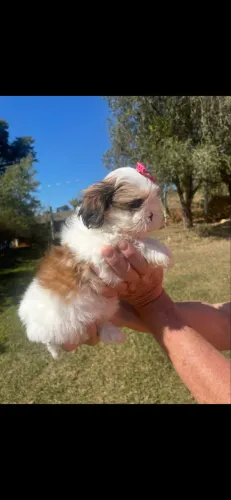 Shih-tzu europeu fêmea c/pedigree 
