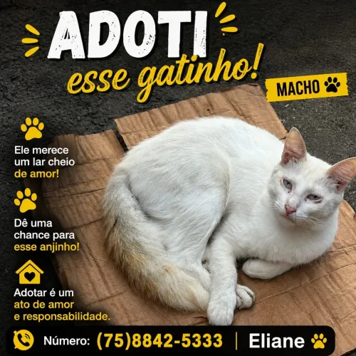 Gatinho para adoção