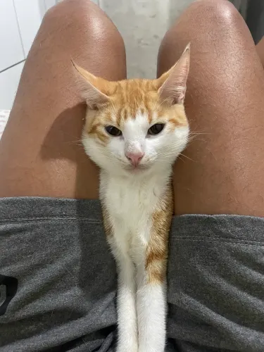 Gato laranjinha 