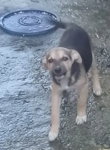 Doação de cães filhote 
