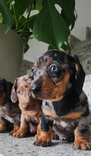 Teckel-Dachshund - A Pronta Entrega. O Mofadinhooo!!!