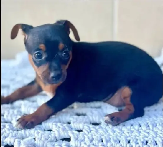 Pinscher machos