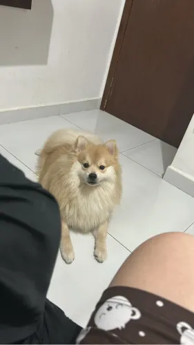 Lulu da Pomerânia
