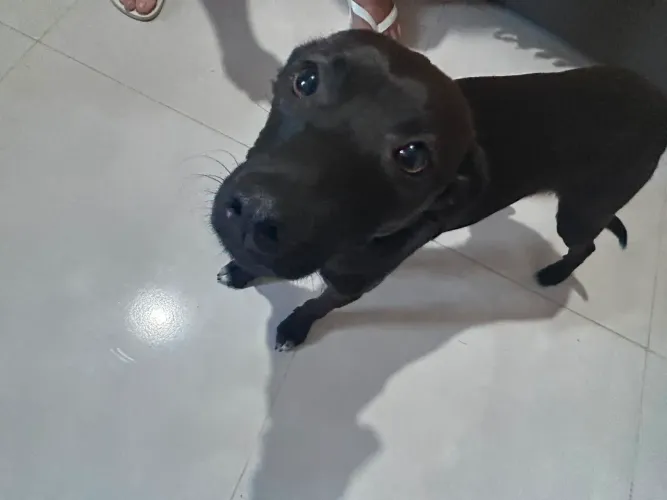 Doa-se cachorrinha dócil
