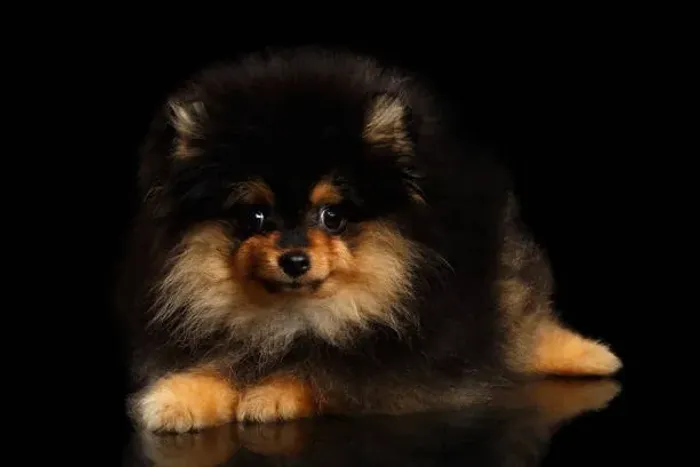 Filhote de Lulu da Pomerânia Para Quem Busca Um Companheiro Especial
