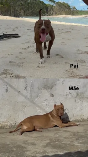 Filhote Pitbull