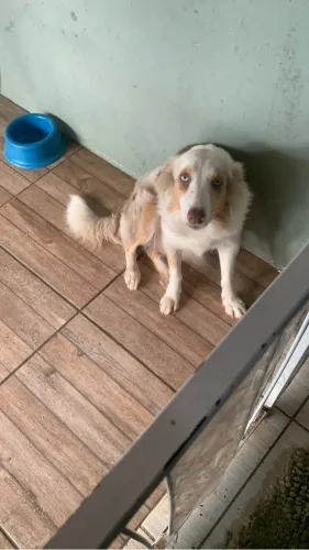 Filhotes border collie