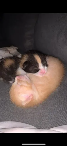 Doação gatinhos 