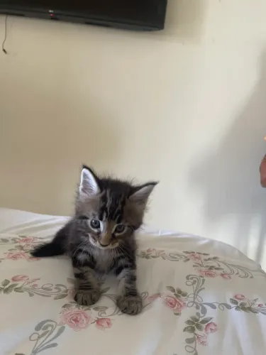Vendo lindos gatos da raça Maine Coon