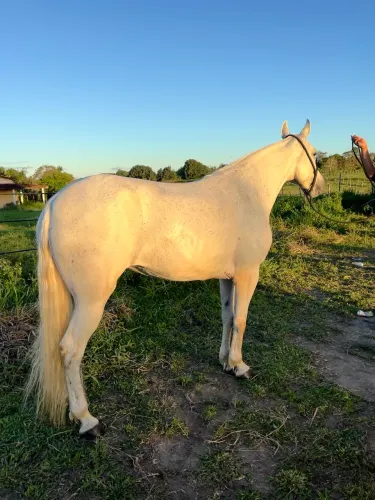 Égua mangalarga marchador