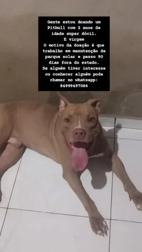 Doação de Pitbull 2 anos de idade