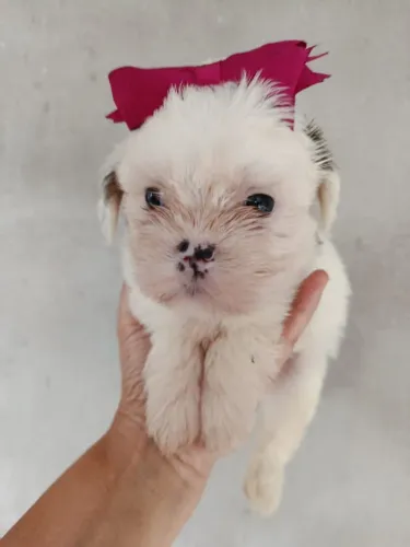 Filhote shih tzu, Os bebês mais peludos e carinhosos esperam por você!