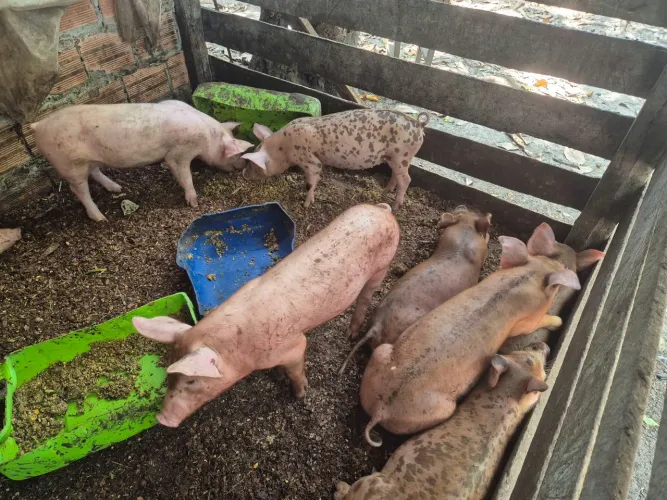 Vendo Leitão para engorda e reprodução.