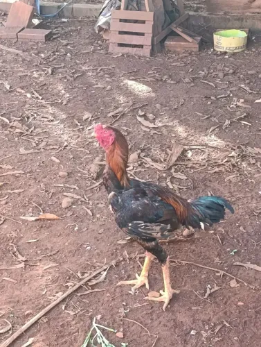 Frangos índio gigantes 