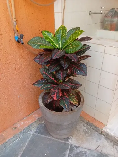 Planta croton 